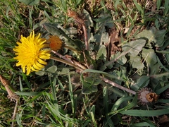 Taraxacum serotinum