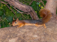 Sciurus anomalus