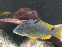 Copadichromis borleyi