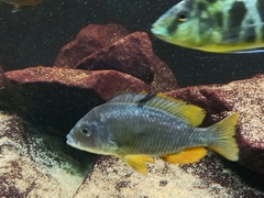Copadichromis borleyi