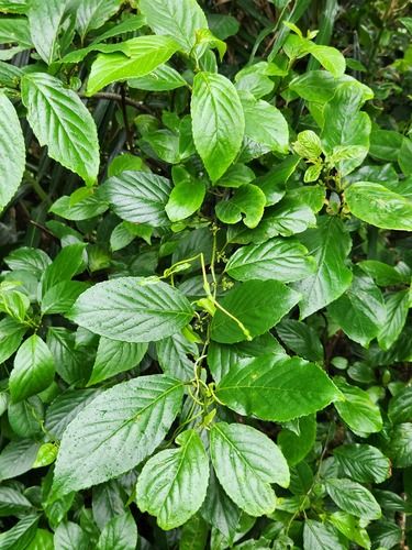 Maesa lanyuensis