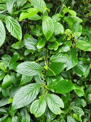 Maesa lanyuensis