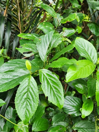 Maesa lanyuensis, photograph 1