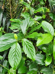 Maesa lanyuensis