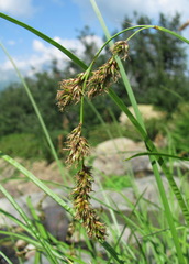 Carex paniculata