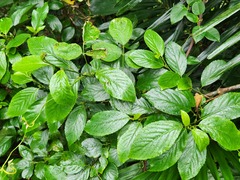 Maesa lanyuensis