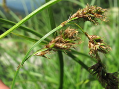 Carex paniculata