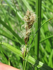 Carex paniculata