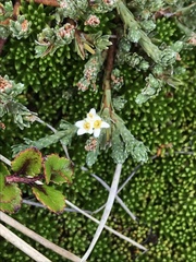 Kelleria dieffenbachii