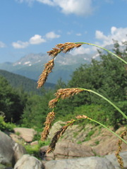 Carex paniculata