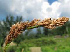 Carex paniculata