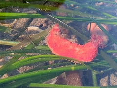 Lissothuria nutriens