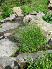 Carex paniculata