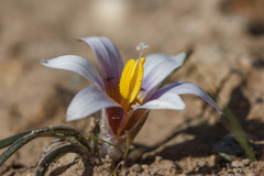 Romulea bulbocodium