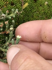Kelleria dieffenbachii