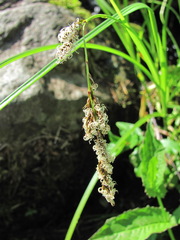 Carex paniculata