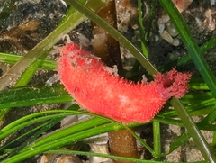 Lissothuria nutriens