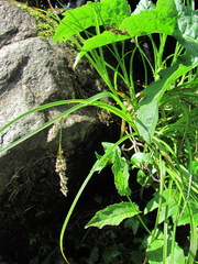 Carex paniculata