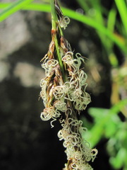 Carex paniculata