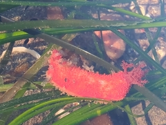 Lissothuria nutriens