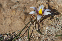 Romulea bulbocodium