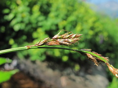 Carex paniculata