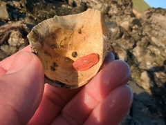 Lissothuria nutriens