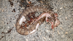 Agkistrodon russeolus