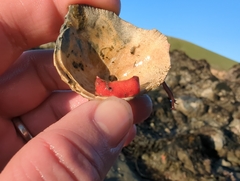 Lissothuria nutriens