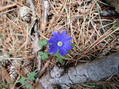 Anemonoides apennina