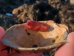 Lissothuria nutriens