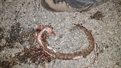 Agkistrodon russeolus