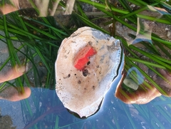 Lissothuria nutriens