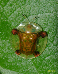 Aspidimorpha sanctaecrucis