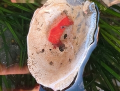 Lissothuria nutriens