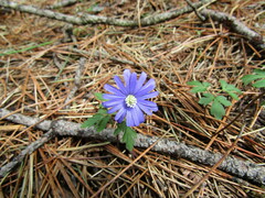 Anemonoides apennina