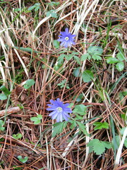 Anemonoides apennina