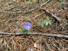 Anemonoides apennina