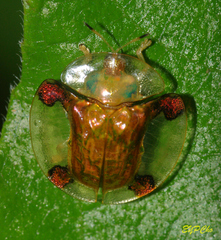 Aspidimorpha sanctaecrucis