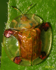 Aspidimorpha sanctaecrucis