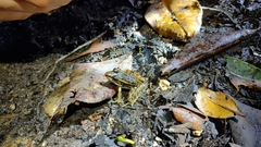 Lithobates brownorum