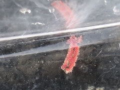 Lissothuria nutriens