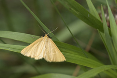 Crocota pseudotinctaria