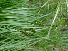 Carex spicata