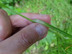 Carex spicata