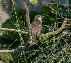 Coccyzus melacoryphus