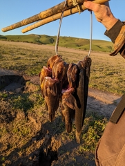 Cebidichthys violaceus