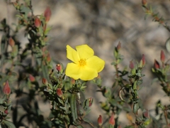 Cistus calycinus
