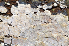 Xylobolus frustulatus