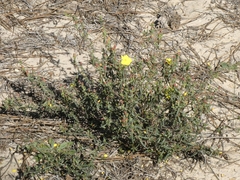 Cistus calycinus